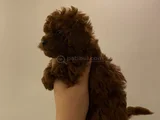 Ev Ortamı Toypoodle