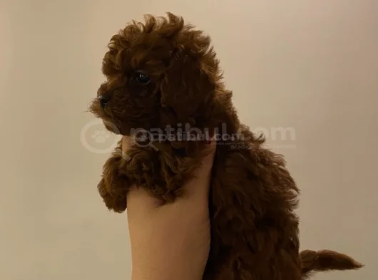 Ev Ortamı Toypoodle görsel