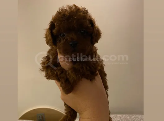 Ev Ortamı Toypoodle