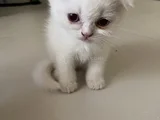 Sağlıklı Sağlam Irk Bebekler