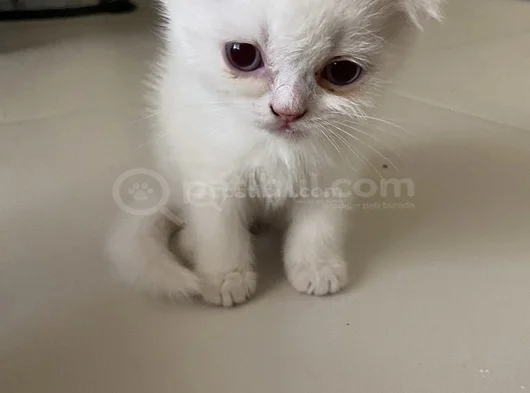 Sağlıklı Sağlam Irk Bebekler görsel