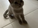 Sağlıklı Sağlam Irk Bebekler