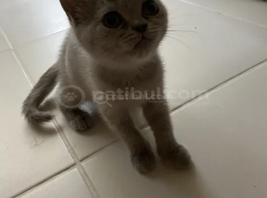Sağlıklı Sağlam Irk Bebekler görsel