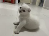 Sağlıklı Sağlam Irk Bebekler