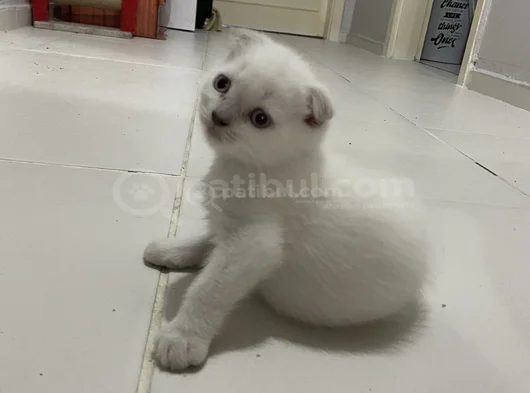 Sağlıklı Sağlam Irk Bebekler görsel