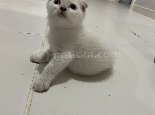 Sağlıklı Sağlam Irk Bebekler görsel