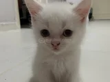 Sağlıklı sağlam ırk bebekler