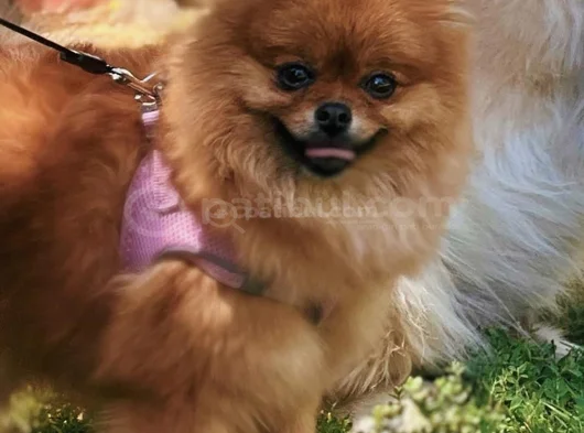 2 5 Kg Dişi Boo görsel