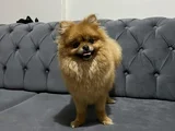 2 5 kg dişi boo