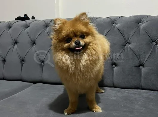 2 5 Kg Dişi Boo