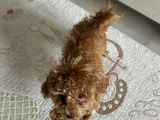 Sahibinden Toy Poodle 10 Aylık Dişi