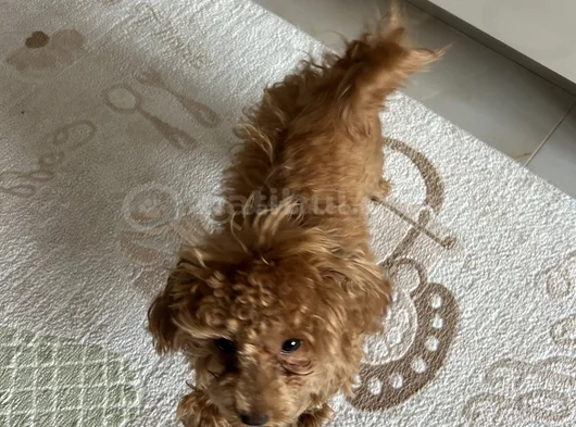 Sahibinden Toy Poodle 10 Aylık Dişi