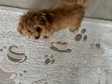 Sahibinden Toy Poodle 10 Aylık Dişi