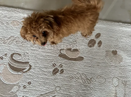 Sahibinden Toy Poodle 10 Aylık Dişi görsel