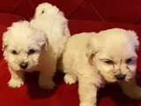 topaç gibi maltipoo bebeğimiz