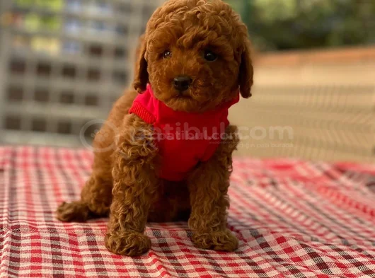 Toy Poodle Irk Ve Sağlık Garantili görsel