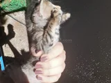 Mi̇ni̇k Yavru Kedi̇ler Yuva Ariyor