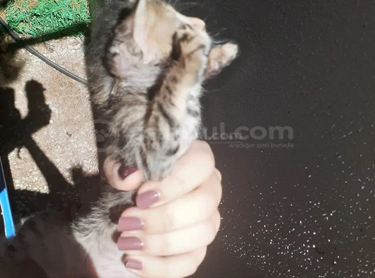 Mi̇ni̇k Yavru Kedi̇ler Yuva Ariyor görsel