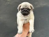 Hamburger Surat Pug Yavrular
