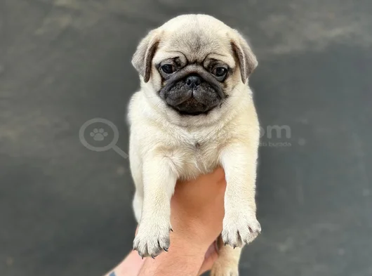 Hamburger Surat Pug Yavrular görsel