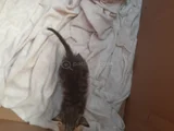 Mi̇ni̇k Yavru Kedi̇ler Yuva Ariyor