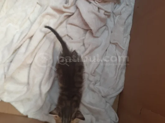 Mi̇ni̇k Yavru Kedi̇ler Yuva Ariyor görsel