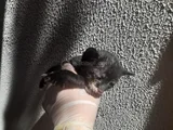 MİNİK YAVRU KEDİLER YUVA ARIYOR