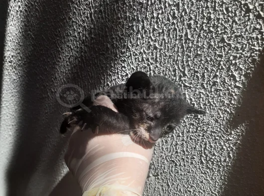 Mi̇ni̇k Yavru Kedi̇ler Yuva Ariyor