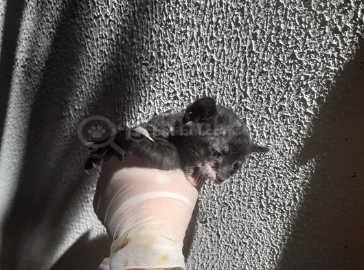 Mi̇ni̇k Yavru Kedi̇ler Yuva Ariyor görsel