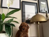 Saf Kan Yüksek Kali̇te Toy Poodle Yavrularimiz