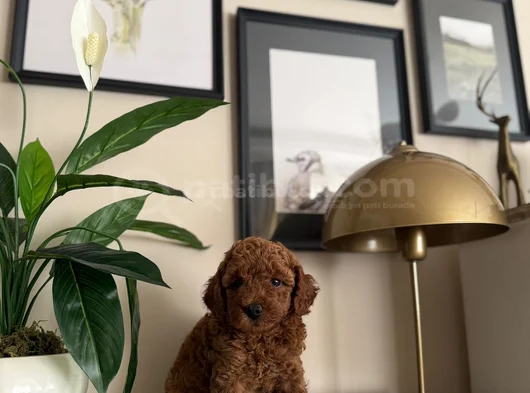 Saf Kan Yüksek Kali̇te Toy Poodle Yavrularimiz görsel