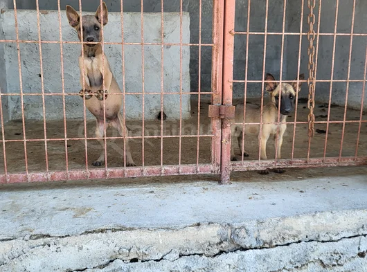 Dişi Erkek Belçika Kurdu Yavrularımız görsel