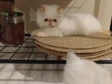İran Exotic Longhair