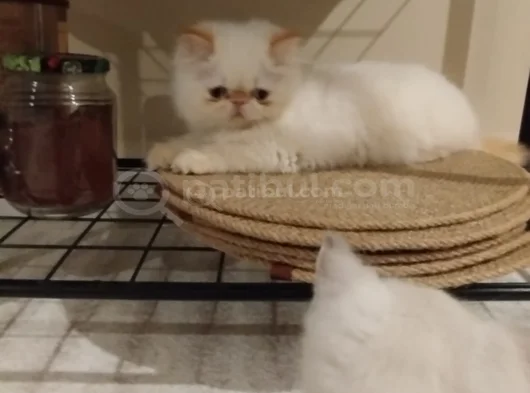 İran Exotic Longhair görsel