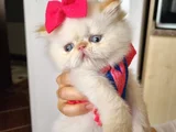 İran Exotic Longhair