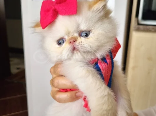İran Exotic Longhair görsel