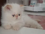 İran Exotic Longhair