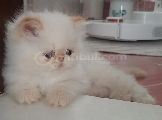İran Exotic Longhair görsel