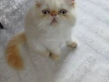 İran exotic longhair