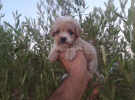 Acele Eden En İyisini Besler görsel
