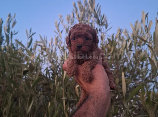 Üst Kalite Kore Toy Poodle Yavrular görsel