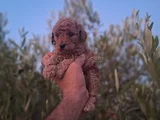 Üst Kalite Kore Toy Poodle Yavrular