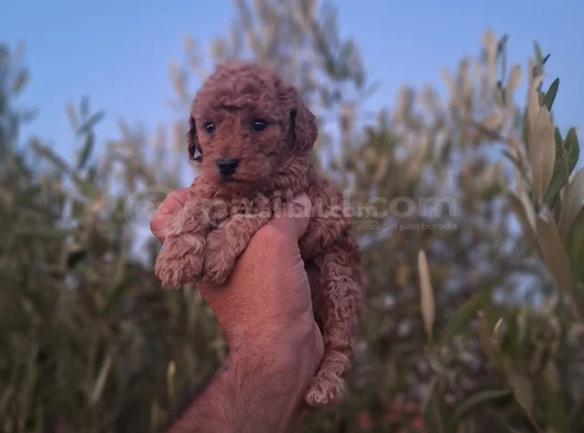 Üst Kalite Kore Toy Poodle Yavrular görsel