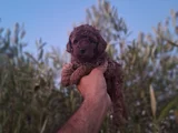 Üst Kalite Kore Toy Poodle Yavrular