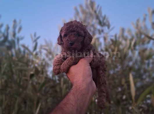 Üst Kalite Kore Toy Poodle Yavrular