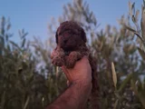 Üst Kalite Kore Toy Poodle Yavrular
