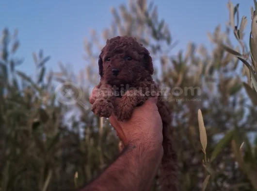 Üst Kalite Kore Toy Poodle Yavrular görsel