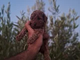 Üst Kalite Kore Toy Poodle Yavrular