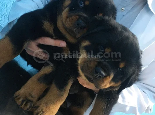 Macar Saf Rot Yavruları görsel