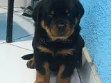 Macar saf rot yavruları